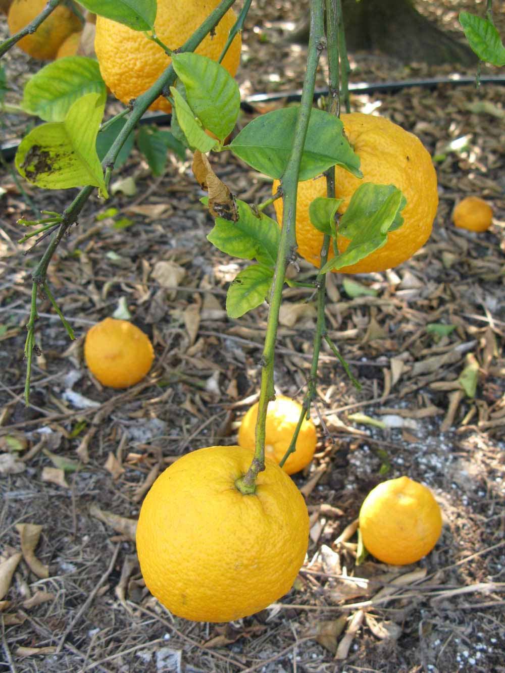            Fruit (Vangasay, Winter Haven, FL)   